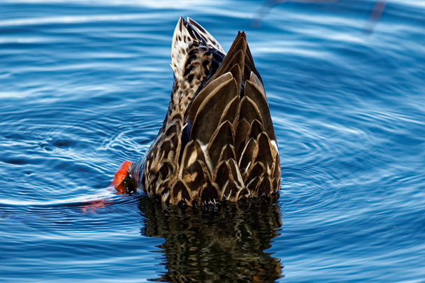 Yeşilbaş ördek kurmuştur - Fotoğraf, Görsel