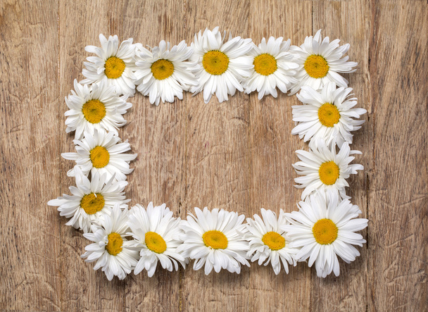 カモミールの花のフレーム - 写真・画像