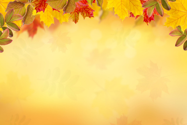 Heldere herfstbladeren. - Foto, afbeelding