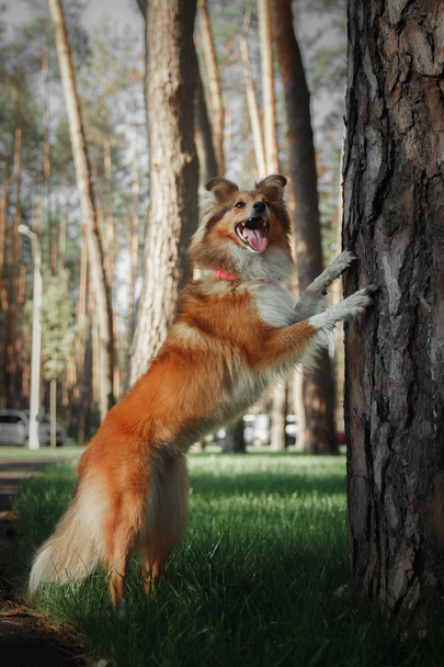 Sheltie shepherd dog - Valokuva, kuva