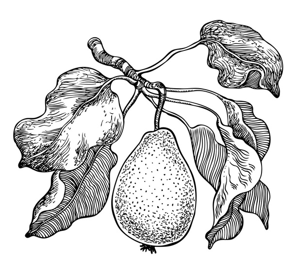 Branch with pear and leaves. Vector hand drawn graphic illustration. - Vettoriali, immagini
