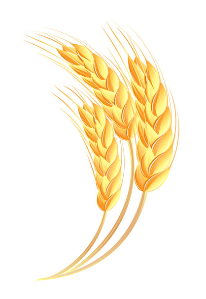 Wheat ears icon - Vektori, kuva