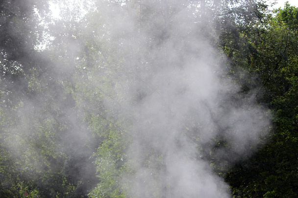 Brilho de vapor quente no sol da manhã Folhas de carvalho - Foto, Imagem