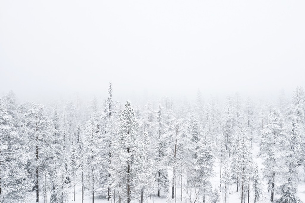 Forêt enneigée dans un brouillard épais
 - Photo, image