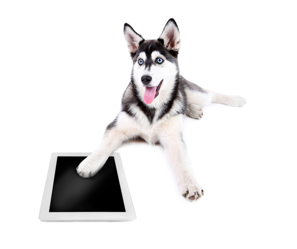 Beautiful cute husky puppy with tablet - Valokuva, kuva