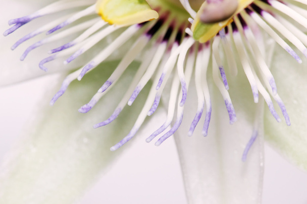 branco azul beleza paixão flor Passiflora caerulea
. - Foto, Imagem