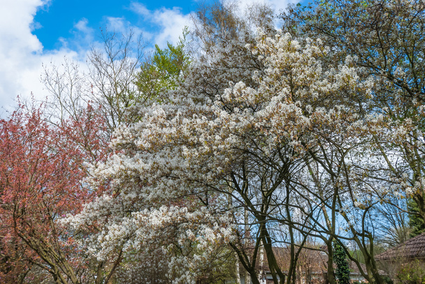 Blooming trees in springtime against blue sky with white clouds - Photo, Image