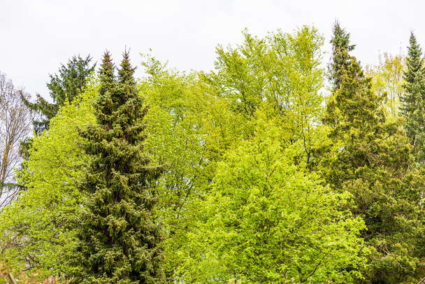 European flora, green decidious trees, conifers and firs in springtime - Photo, Image