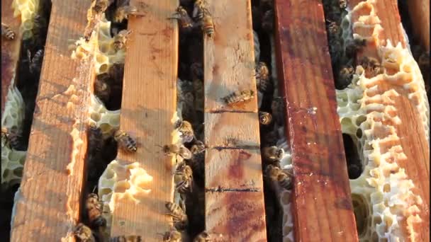 Проверка пчёл в улье
 - Кадры, видео