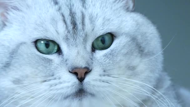 Brittiläinen chinchilla kissa pää
 - Materiaali, video