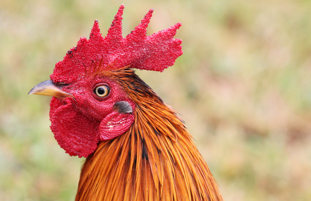 Wild Hawaiian rooster in profile - Photo, Image