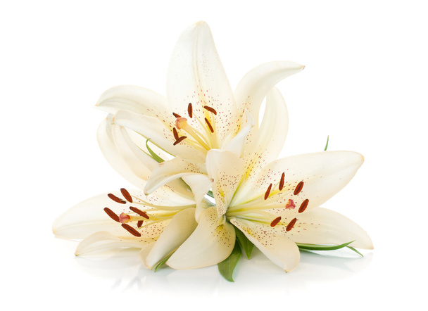 tři bílé lilie - Fotografie, Obrázek