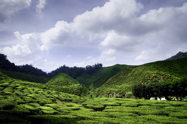 Piękna natura pejzaż plantacji herbaty Cameron Highland w słoneczny dzień z pochmurnego nieba. - Zdjęcie, obraz