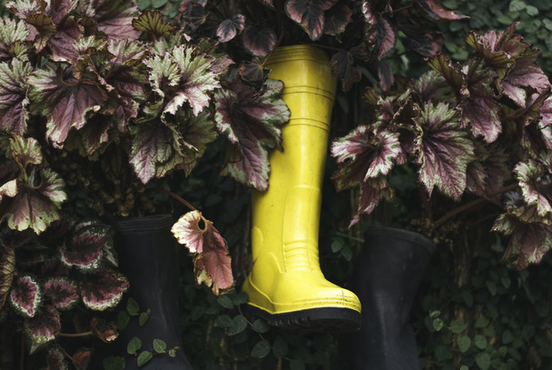 yellow rubber boot hanging on the stump - Photo, image