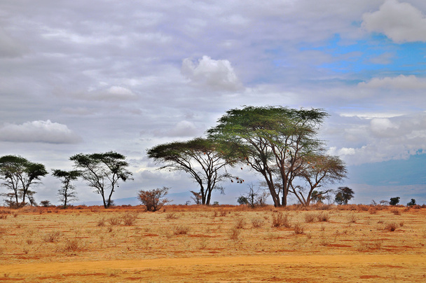 Погляд на одну африканську рівнину в Кенії. Природний парк Амбоселі. - Фото, зображення