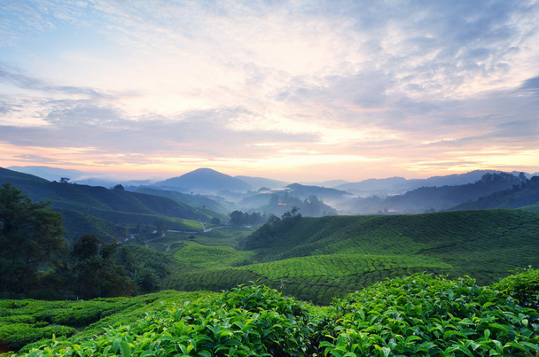 Прекрасний ранок декорація Камерон Хайленд чайні плантації - Фото, зображення