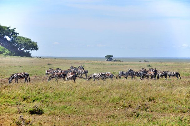 Zebras στο Εθνικό Πάρκο Amboseli, πρώην Maasai Amboseli Game Reserve, βρίσκεται στην περιοχή Kajiado, επαρχία Rift Valley στην Κένυα. Το οικοσύστημα που εξαπλώνεται στα σύνορα Κένυας-Τανζανίας. - Φωτογραφία, εικόνα