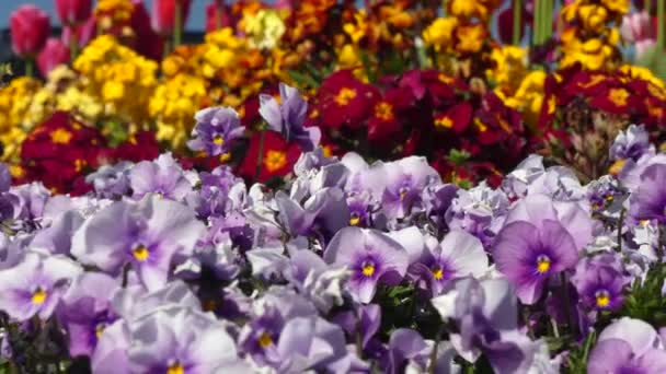 Szép tavaszi virágok Victoria Bc downtown - Felvétel, videó