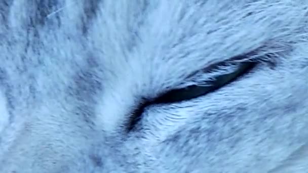 Beautiful british chinchilla cat green eyes - Footage, Video