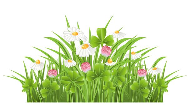 Green grass with clover and camomile flowers - Vektör, Görsel