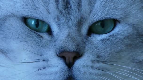 Británica chinchilla gato extremo de cerca
 - Imágenes, Vídeo