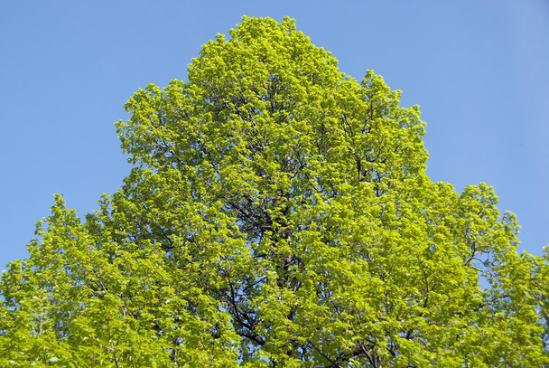 Deciduous green tree and sky - Photo, Image