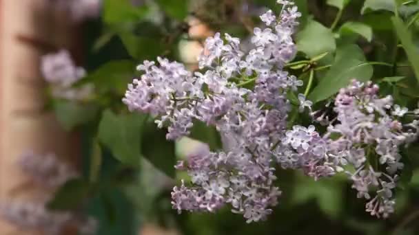 blooming lilac bush reeling in the wind. - Filmati, video
