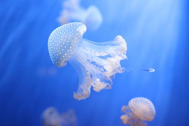 Medusas en el agua azul - Foto, Imagen
