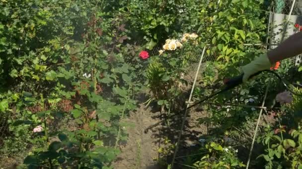 Bahçıvan, akülü püskürtücü ile asma üzümlerinin yakınında gül çiçeği çalıları püskürtüyor - Video, Çekim