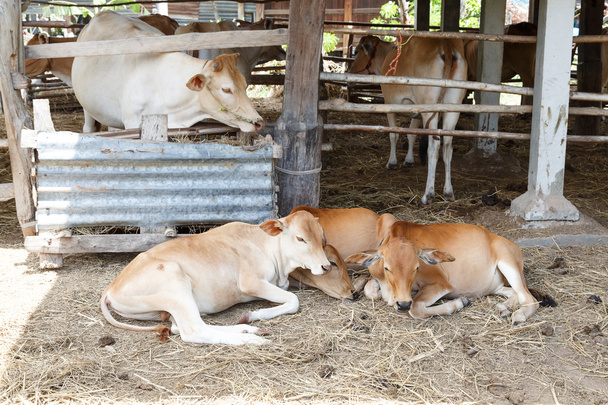 Bella grop piccolo vitello
 - Foto, immagini