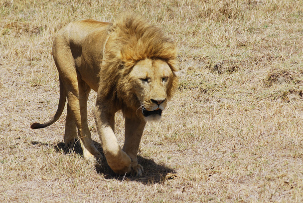 villi leijona kävely luonnossa
 - Valokuva, kuva