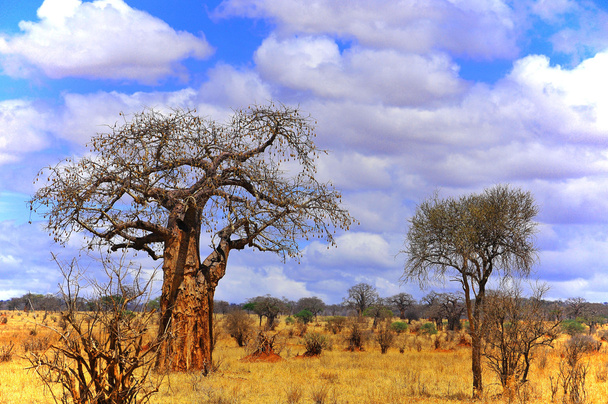 Baobab of boom, boaboa boom - Foto, afbeelding