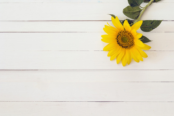 Background with sunflower on a white painted wooden boards. Spac - Photo, Image