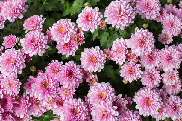Small chrysanthemum pink - Foto, Imagen