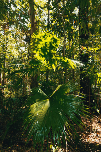 feuille de palmier dans la forêt tropicale de Tangkoko Indonésie
 - Photo, image