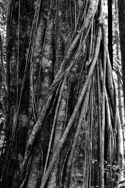 arbre massif est soutenu par des racines Tangkoko Park
 - Photo, image