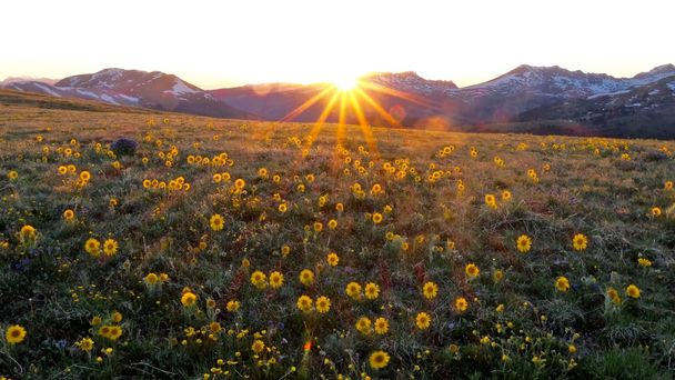 Backlit sun flowers in alpine meadows.  - Photo, Image
