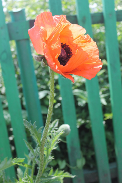 flower scarlet opium poppy on a green background - Foto, Imagem