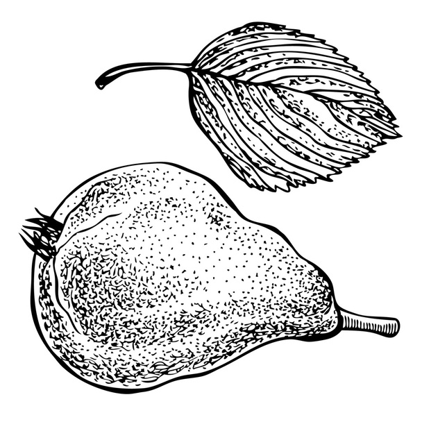 Pear and leaf. Vector hand drawn graphic illustration - Vettoriali, immagini