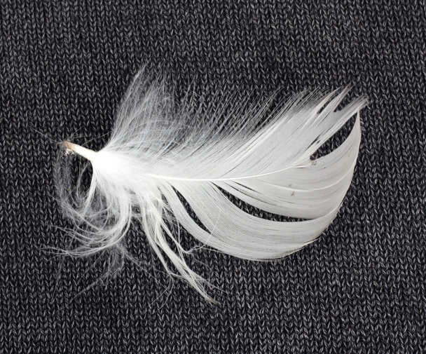White feather - Foto, afbeelding