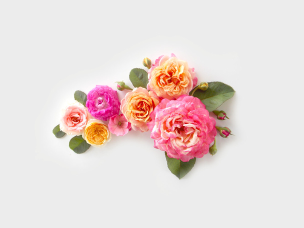 Beautiful English rose on white background - Photo, Image