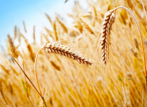 пшенична сфера
 - Фото, зображення