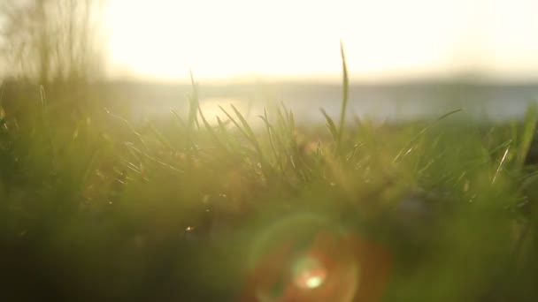 трава і сильний вітер
 - Кадри, відео