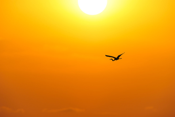 Silueta de aves Volando
 - Foto, Imagen
