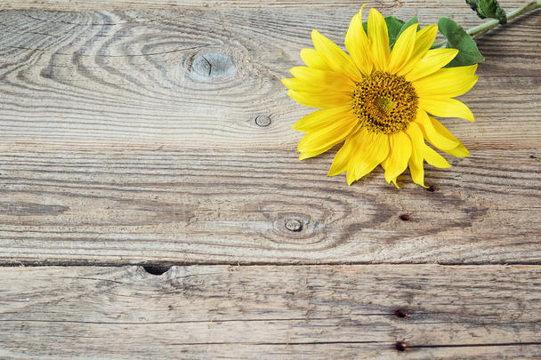 Background with sunflower on old wooden boards. Space for text. - Fotoğraf, Görsel