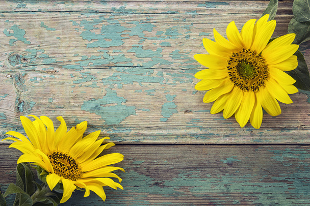 Background with sunflowers on old wooden boards with peeling pai - Foto, immagini