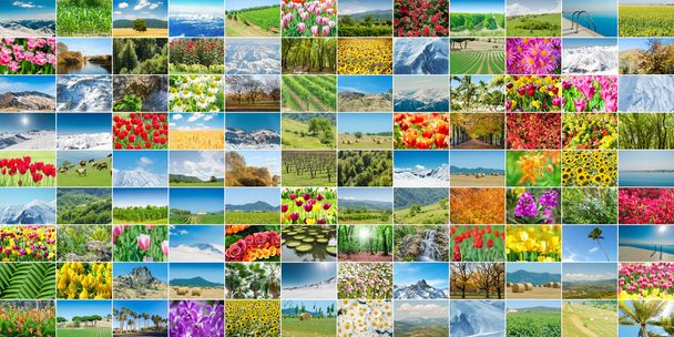Collage di molte foto naturalistiche - Foto, immagini