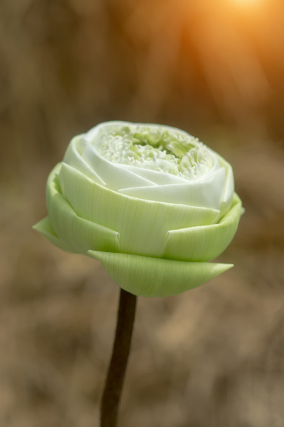 Decorative white lotus flower in thai style. - Photo, Image