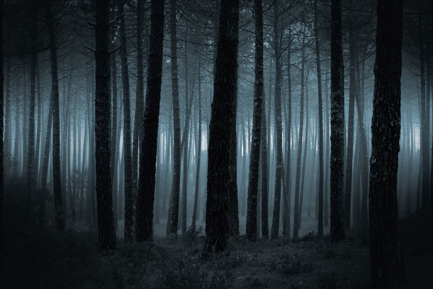 Sötét, ködös erdő - Fotó, kép