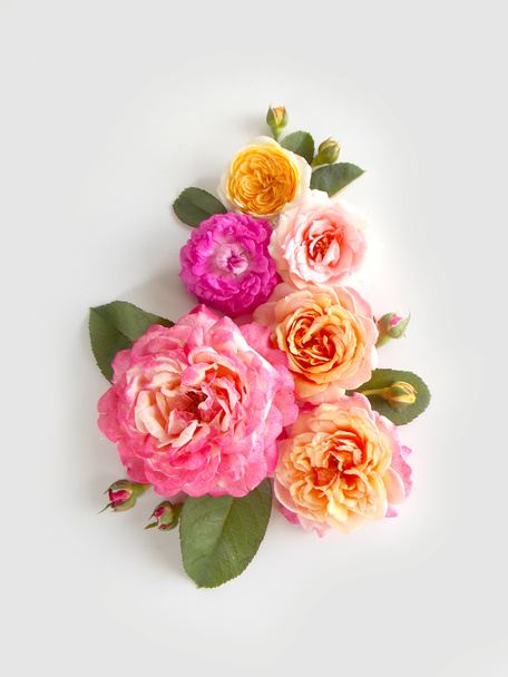 schöne englische Rose  - Foto, Bild